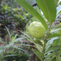 Gomphocarpus physocarpus E.Mey.